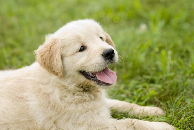 Une prise de vue rapprochée d'un mignon chiot de Golden Retriever reposant sur un sol herbeux avec un fond flou