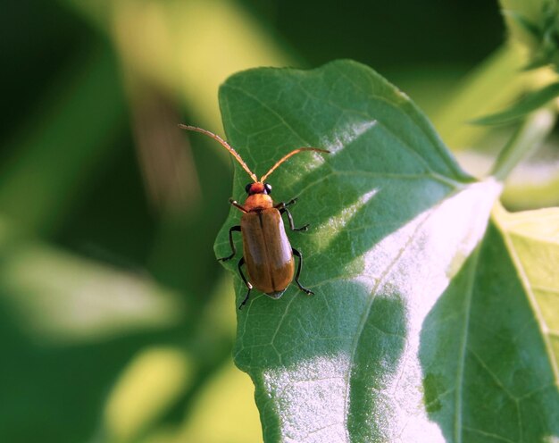 Une prise de vue rapprochée de Pyrochroa serraticornis, le coléoptère cardinal sur une feuille verte