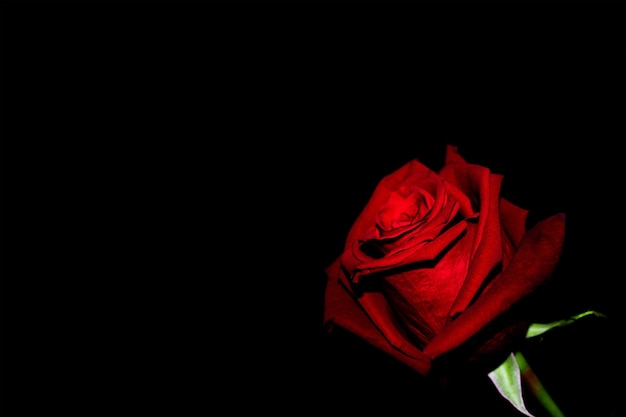 Une prise de vue rapprochée d'une rose rouge vif sur un fond noir