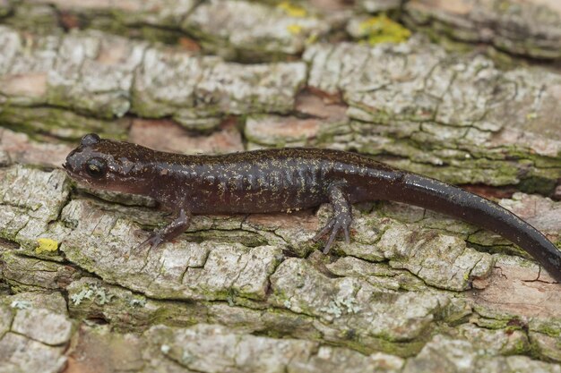 Une prise de vue rapprochée d'une salamandre Ezo sur un tronc d'arbre