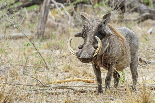 Une prise de vue rapprochée d'un sanglier commun en Afrique australe