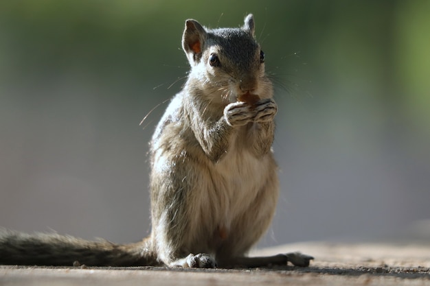 Prise de vue sélective d'un adorable écureuil gris, à l'extérieur pendant la journée