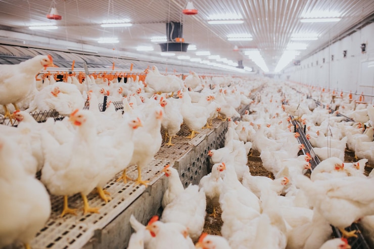 Photo prise de vue sélective de l'alimentation des poulets d'une ferme de poulets à l'intérieur