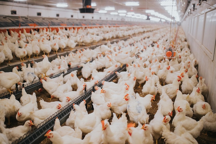 Photo prise de vue sélective de l'alimentation des poulets d'une ferme de poulets à l'intérieur