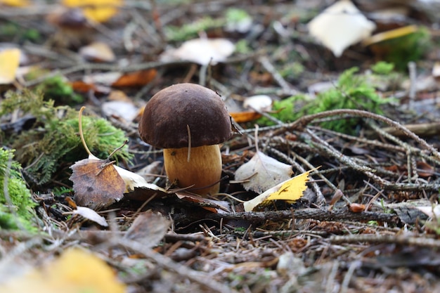 Prise de vue sélective du champignon Boletus edulis qui pousse dans une forêt