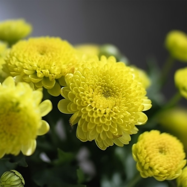 Une prise de vue sélective du chrysanthème jaune