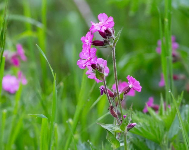 Une prise de vue sélective de la floraison du saule rosé.