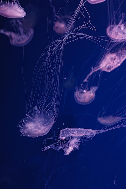 prise de vue sous-marine de la belle Chrysaora lactea de près