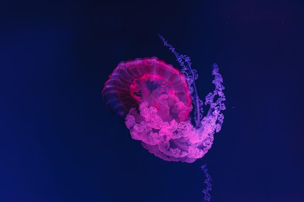 prise de vue sous-marine de la magnifique méduse Chrysaora hysoscella en gros plan