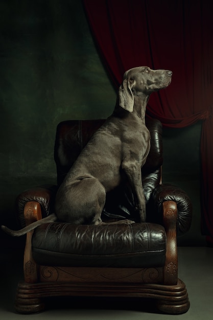 Prise de vue en studio d'un chien braque de Weimar comme un aristocrate médiéval. Animal de compagnie confiant et fier sur un fauteuil comme un prince ou un roi dans son royaume. Comme un portrait familier. Concept de comparaison des époques, les animaux adorent.