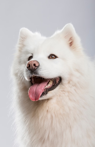 Prise de vue en studio d'un chien Samoyède expressif isolé sur fond neutre