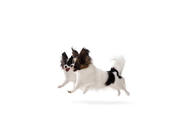 Prise de vue en studio d'un drôle de chien Papillon isolé sur un mur de studio blanc