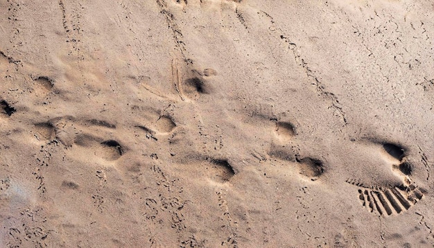 Une prise de vue verticale en grand angle de traces naturelles sur le sable