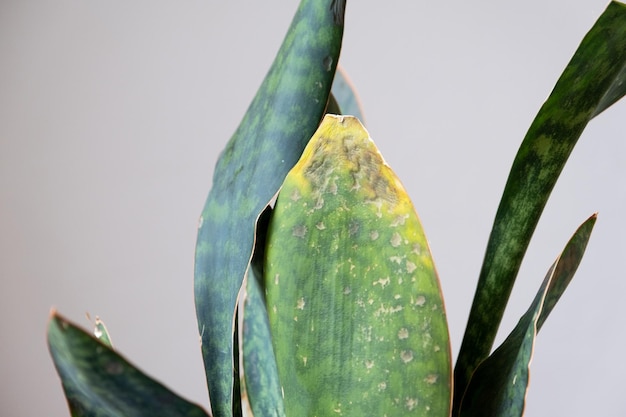 Problèmes de croissance du champignon sansevieria sur les feuilles infection feuilles jaunes pourriture des racines Traitement de sauvetage des plantes contre les maladies des plantes en pot