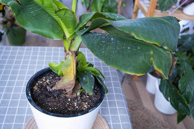 Problèmes de culture des plantes domestiques Problèmes de culture des plantes domestiques Musa feuilles de bananier feuilles aux pointes sèches jaunes flétries affectées par le débordement de tétranyques pourriture des racines