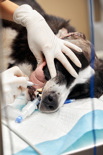 Procédure de rapprochement de l'ablation professionnelle des dents d'un chien dans une clinique vétérinaire