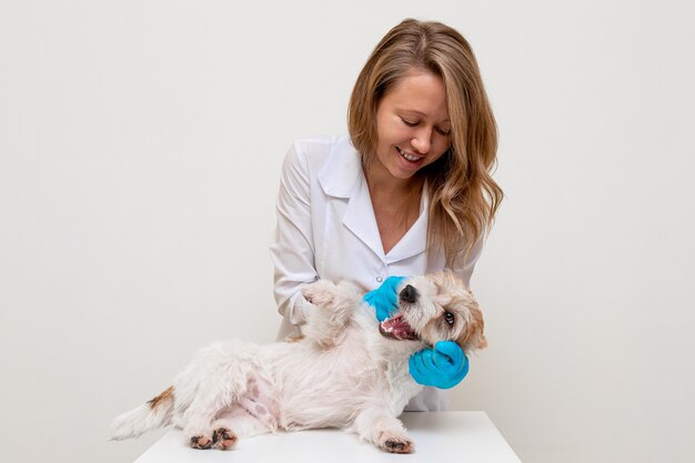 Procédure de toilettage dans une clinique vétérinaire. Fille dans des gants bleus et un manteau blanc caressant Jack Russell Terrier sur la table avant de couper