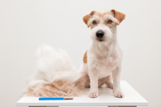 Procédure de toilettage dans une clinique vétérinaire. Final. Un grand chiot Jack Russell Terrier est assis sur une table sur un fond blanc.