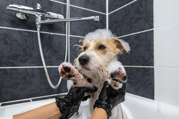 Procédure de toilettage Une fille en gants noirs lave un chien Jack Russell Terrier avec de la mousse dans la salle de bain