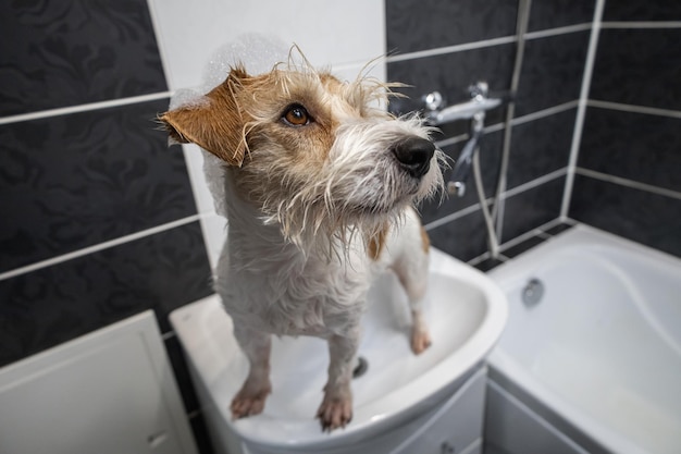 Procédure de toilettage Jack Russell Terrier se tient dans un lavabo blanc dans une salle de bain noire Le chien est mouillé