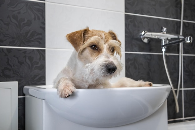 Procédure de toilettage Jack Russell Terrier se trouve dans un lavabo blanc dans une salle de bain noire