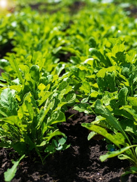 Processus de croissance de la roquette ruccola Jeune roquette ruccola en plein champ Culture biologique dans le jardin