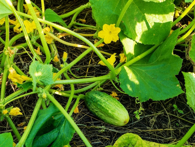 Le processus de culture des concombres Jeunes plants en pleine terre Culture biologique dans le jardin