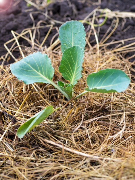 Le processus de culture du chou blanc en plein champ Culture biologique dans le jardin