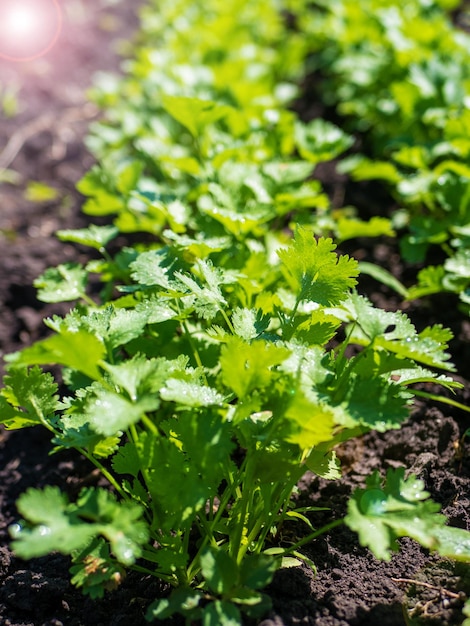 Le processus de culture du persil Jeune persil en plein champ Culture biologique dans le jardin