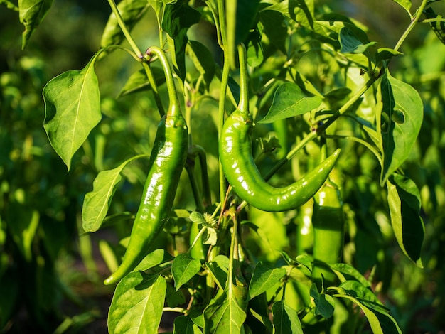 Photo le processus de culture du piment piment brousse en plein champ culture biologique dans le jardin