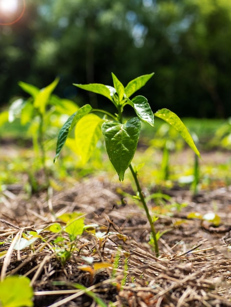 Le processus de culture du poivre Buisson de poivre en plein champ Culture biologique dans le jardin