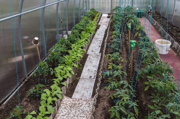 Le processus de culture de tomates dans une serre