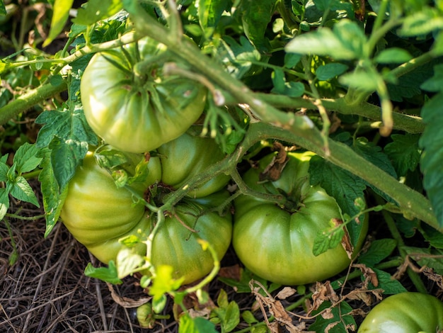 Le processus de maturation des tomates Tomates bio vertes dans le jardin