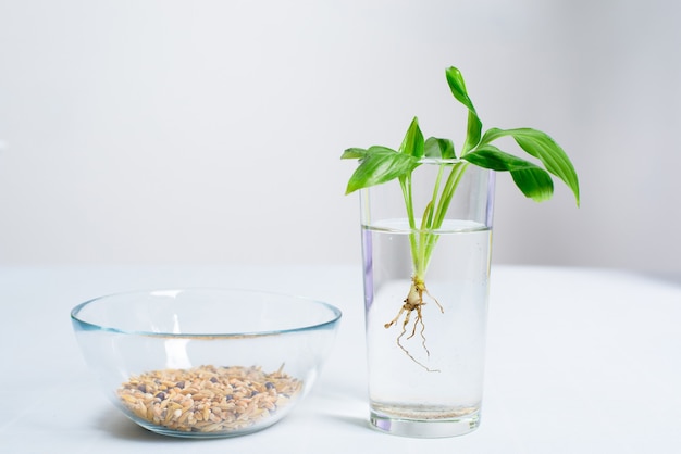 Le Processus De Plantation D'une Fleur En Pot Dans Un Pot Pour La Germination à La Maison