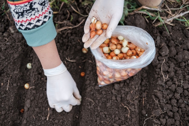 Le Processus De Plantation D'oignons D'hiver Dans Le Jardin En Automne. Femme Plante Des Oignons