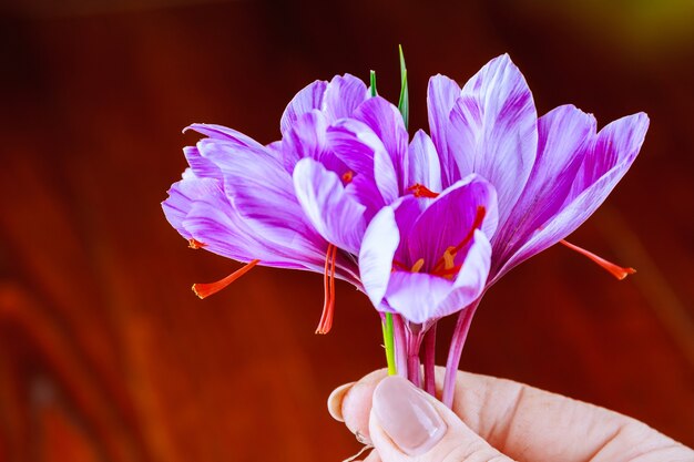 Photo le processus de séparation des brins de safran du reste de la fleur.