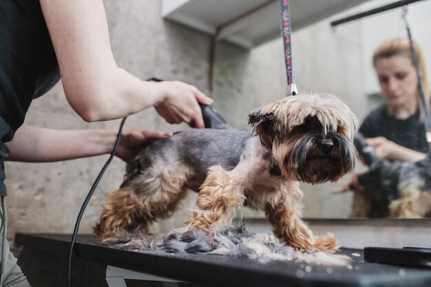 Processus de tonte finale d'un poil de chien avec des ciseaux museau d'un chien voir photo de haute qualité