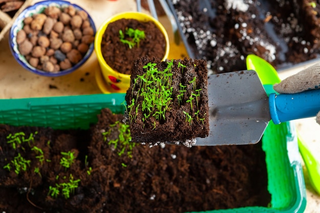 Processus de transplantation de plantes en gros plan sur les accessoires de jardinage