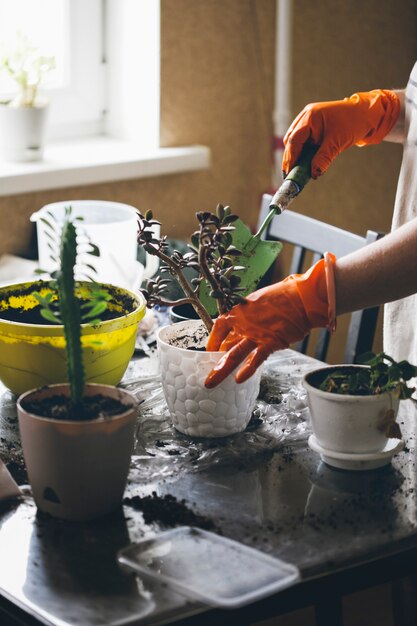 le processus de transplantation des plantes d'intérieur