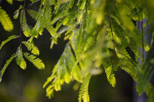 Proche de la nature