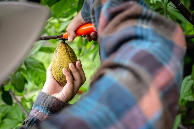 Le producteur de cacao utilise des sécateurs pour couper la cosse de cacao jaune mûre du cacaoyer