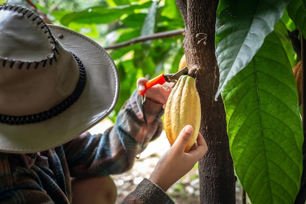 Le producteur de cacao utilise des tondeuses pour couper les gousses de cacao, le cacao jaune mûr de l'arbre de cacao.