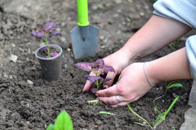 Le producteur transplante le plant dans le sol.