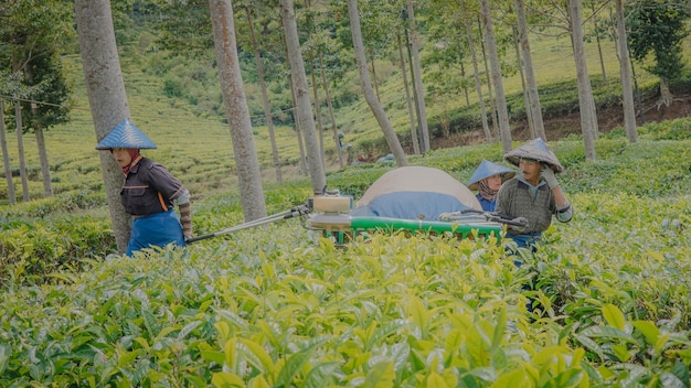 Les producteurs de thé qui font des activités de récolte de thé à l'aide d'outils de récolte de thé