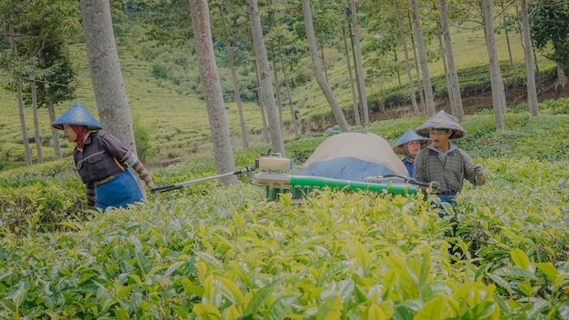 Les producteurs de thé qui font des activités de récolte de thé à l'aide d'outils de récolte de thé
