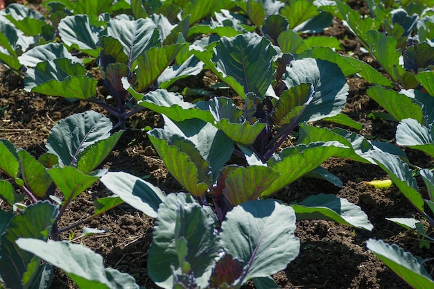 Production agricole de cultures maraîchères en Colombie