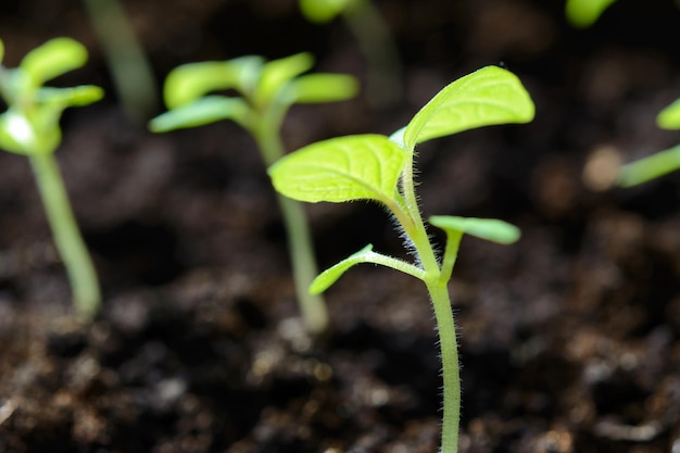 Production agricole respectueuse de l'environnement jeunes plants de plants de tomates en serre en gros plan