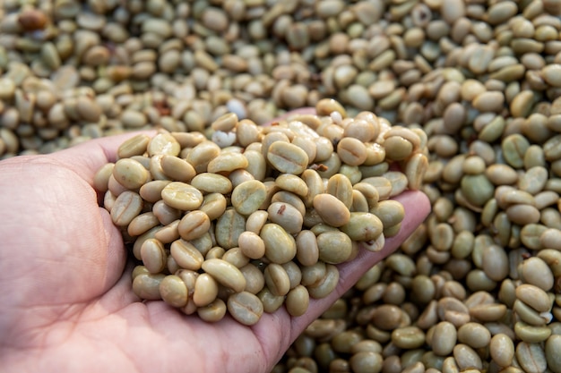 Production de café, processus naturel de séchage au soleil du miel, bulbe retiré et restant doux pour un café sec et de qualité supérieure à Lampang en Thaïlande