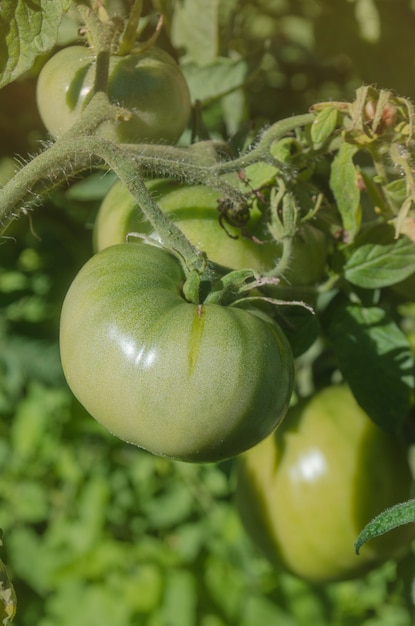 Production commerciale de tomates. Tomates vertes non mûres à la ferme