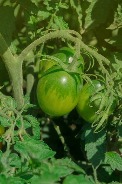 Production commerciale de tomates. Tomates vertes non mûres